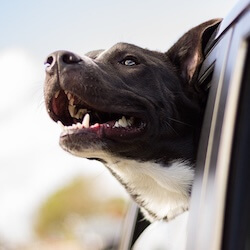 Dog Veterinary Services in Flagstaff