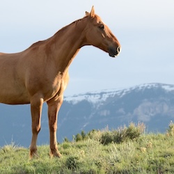 Equine Services