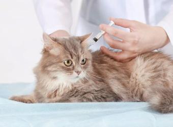 Why Indoor Cats Need Vaccines and Preventative Care, Too!